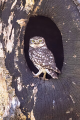 Little Owl perched on log