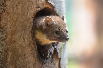 Pine marten looking from tree hollow in forest