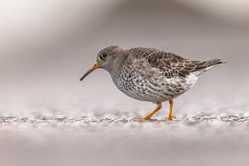 Purple Sandpiper on winter migration in Netherlands