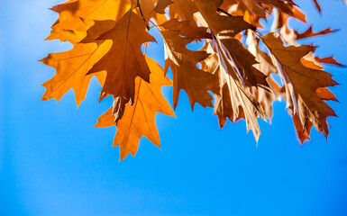 Red oak leaves on blue sky background
