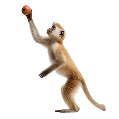 Curious monkey reaches for a delicious red apple against a clean white background.
