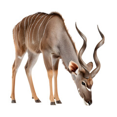 Majestic kudu antelope with impressive spiraling horns gracefully bends its head to graze on a white background.