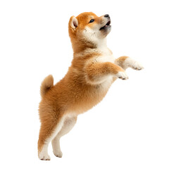 Playful Shiba Inu puppy leaps with joy against a clean white background.