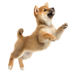 Joyful Shiba Inu puppy leaps with playful energy against a clean white background.