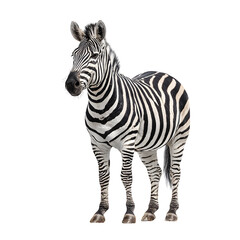 A striking zebra stands confidently against a clean white background, showcasing its iconic black and white stripes.