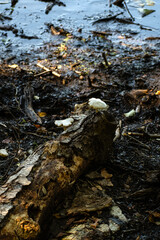 White cap Mushrooms on a rotten wooden log 