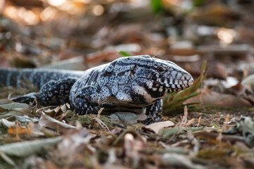 Black and white Tegu Lizard,Tupinambis merianae,Pantanal,Brazil