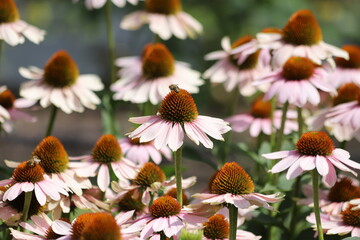 Echinacea purpurea. Flower plant commonly known as coneflower.