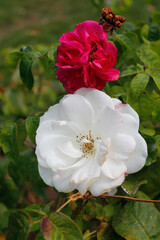 pink rose bush