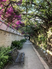 Arch gazebo of blooming pink and purple flowers in Monfort Park on a sunny day in Valencia, Spain