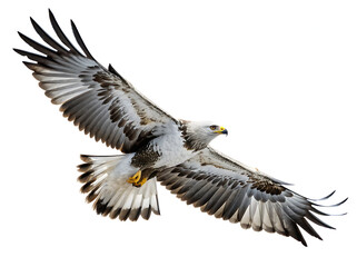 Obraz premium A majestic bonelli's eagle soars gracefully through the sky with its wings fully extended in flight