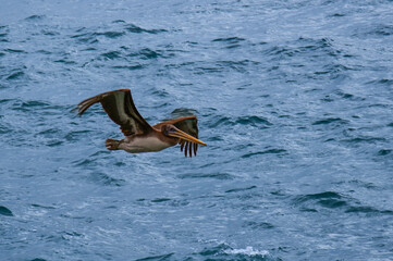 pelican flying with pacific ocean in background in vina del mar in chile