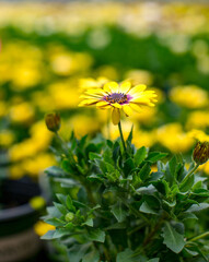 Obraz premium yellow daisies