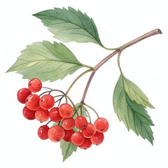 Obraz premium Watercolor clipart illustration of a cluster of vibrant red berries with green leaves on a branch