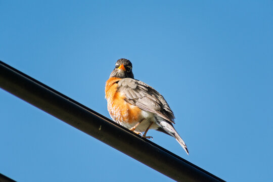 American robin perched on black utility wire against clear blue sky, bird with orange breast and gray feathers looking directly at camera - Powered by Adobe