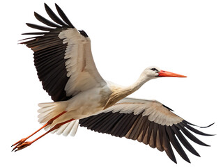 A white stork soars gracefully against a stark white background its wings fully extended in flight © Googl