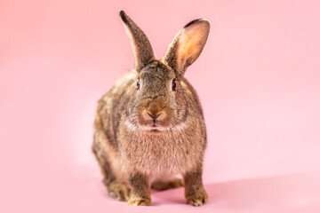 Dwarf rabbit in studio on pink background