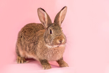 Dwarf rabbit in studio on pink background