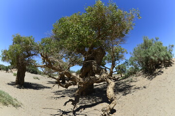 Populus euphratica trees in the desert