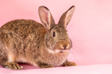 Dwarf rabbit in studio on pink background