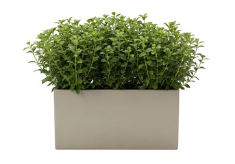 Fototapeta premium Lush green bush in a modern light beige rectangular planter transparent background