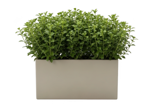 Lush green bush in a modern light beige rectangular planter transparent background