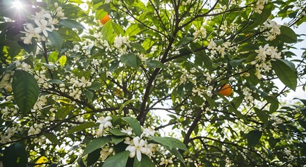 Vibrant orange tree blossoms burst with life, bathed in warm sunlight, evoking natural beauty and freshness.