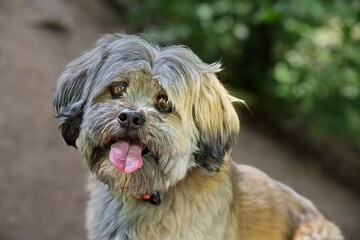 Lhasa Apso Mix ? - Abstammung als tibeter M&ouml;nchshund?