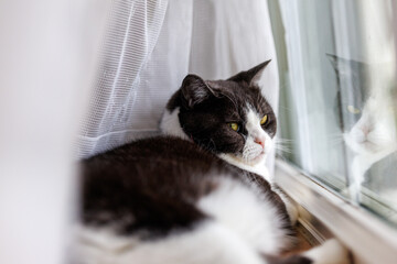 窓辺の猫