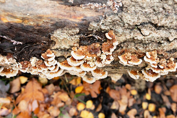 Cluster of light brown mushrooms on decaying log in the autumn forest