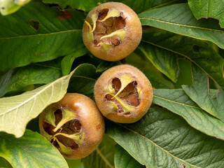 Medlar fruit and leaves on a tree branch