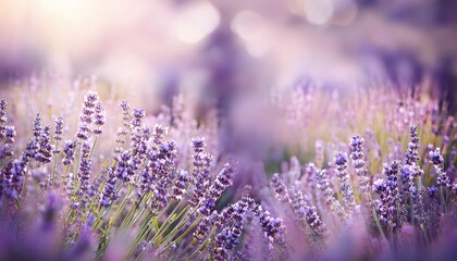 beautiful lavender flowers with soft pastel background and light