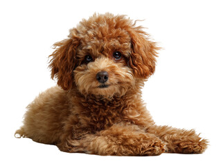 Adorable Red Toy Poodle Puppy Lying Down, Studio Shot