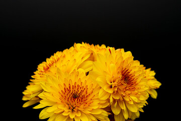 オレンジ色のスプレー菊を黒背景でアップ撮影01