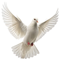Obraz premium A white dove with wings spread wide in flight against a plain white background in a studio shot