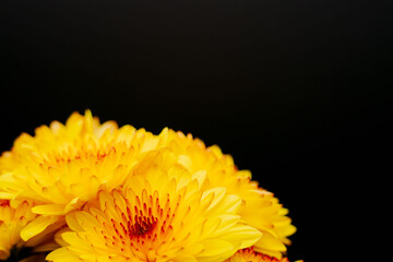 オレンジ色のスプレー菊を黒背景でアップ撮影07