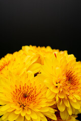 オレンジ色のスプレー菊を黒背景でアップ撮影05