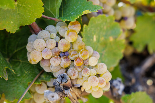 Ripe white wine grapes in a vineyard.