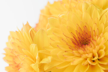 オレンジ色のスプレー菊を白背景でマクロ撮影38