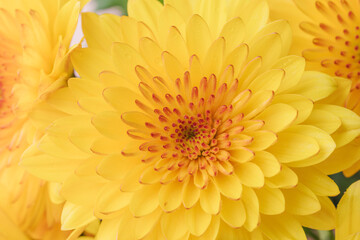 オレンジ色のスプレー菊を白背景でマクロ撮影48