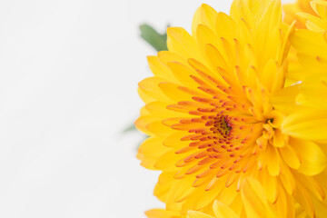 オレンジ色のスプレー菊を白背景でマクロ撮影49