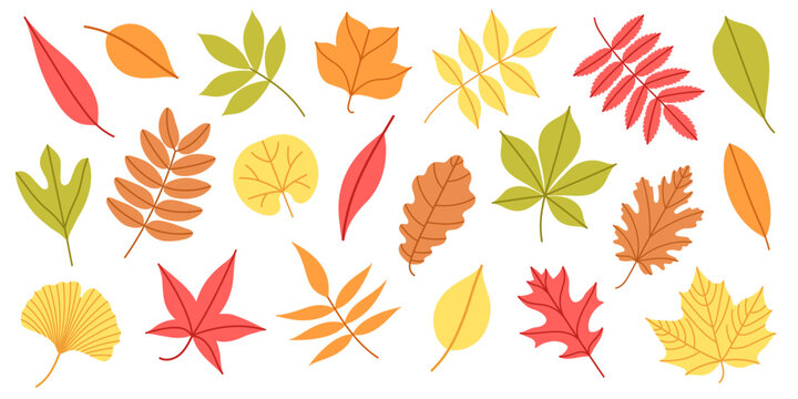 Flat vector collection of colorful autumn leaves in various shapes. Simple fall leaf set for scrapbooking, card, pattern, banner, textile, packaging, printable, kids design. Hand drawn items.