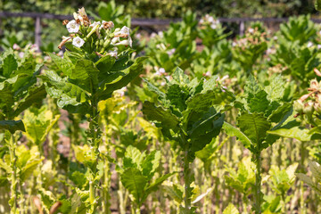 Tobacco plants growing in a field.