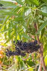 Fresh ripe elderberries ready for picking.