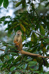 Spider monkey