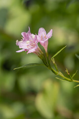 Pink flower blossoming in the sun.