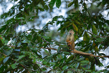 Squirrel monkey