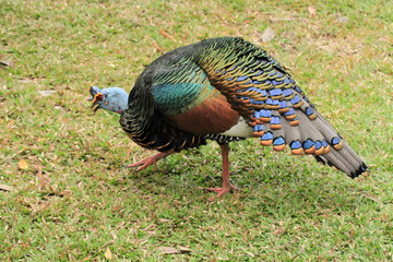 Ocellated turkey in Tikal, Yucatan, Guatemala