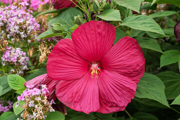 pink hibiscus flower