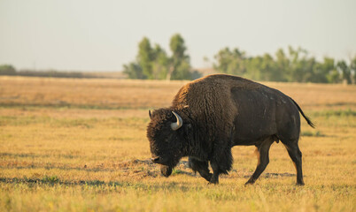 Bison on the range